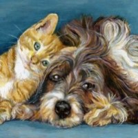 Для кошек и собак